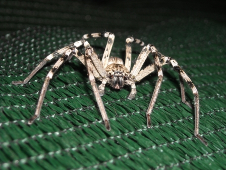 Eusparassus sp. e Tetragnatha sp. da identificare